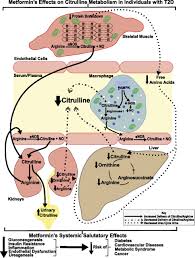 Amino acid chart