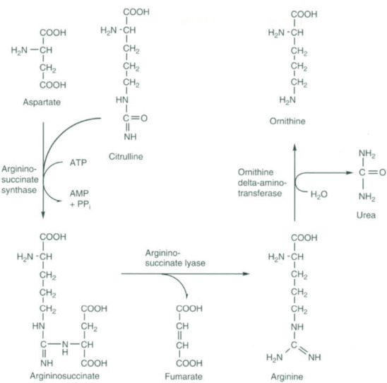 Arginine and aspartate pathways