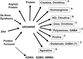 Arginine chart