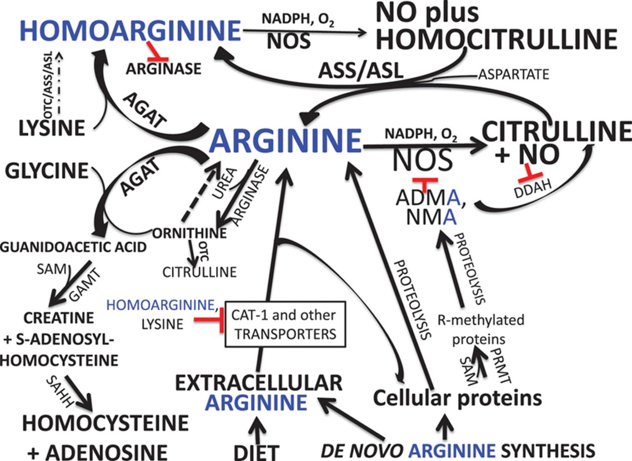 Arginine metabolism