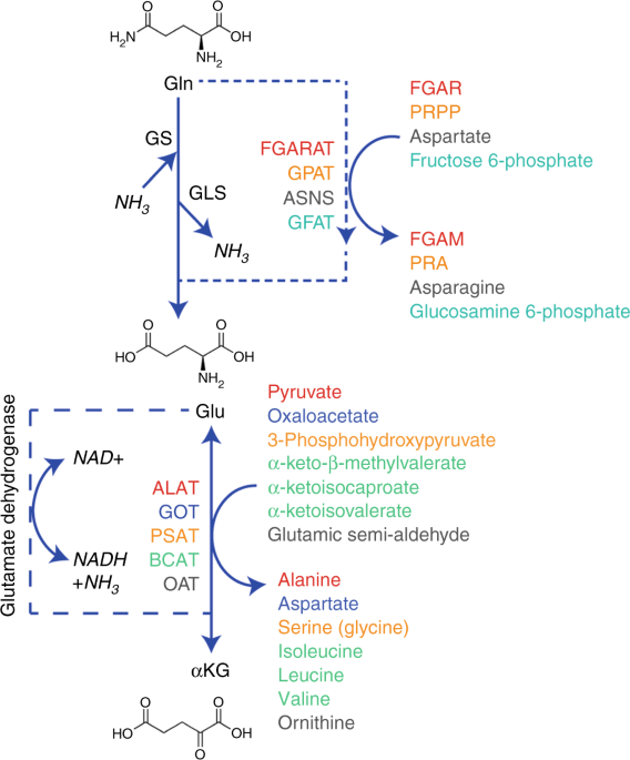 Arginine pathways