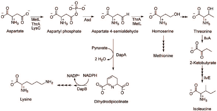 Pathway for synthesis of aspartate-derived amino acids