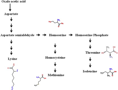 Aspartate pathway